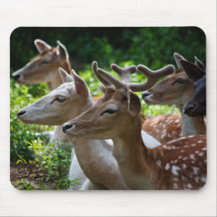 Alfombrilla De Ratón Oí Mousepad