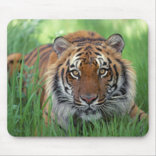 Alfombrilla De Ratón Ojos de tigres