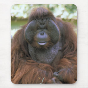 Alfombrilla De Ratón Orangután Pongo Pygmaeus