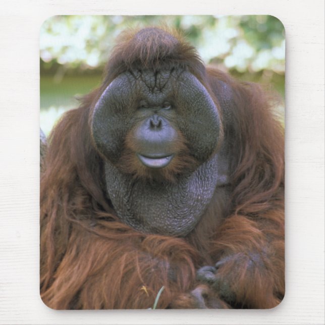Alfombrilla De Ratón Orangután Pongo Pygmaeus (Frente)
