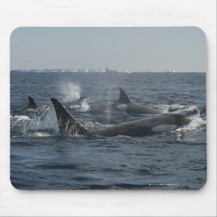 Alfombrilla De Ratón orca