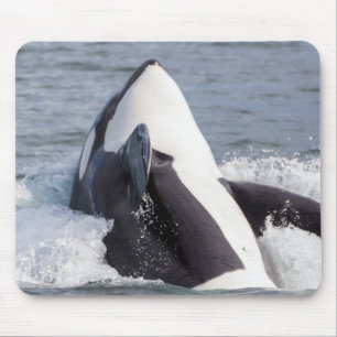 Alfombrilla De Ratón Orca saltando fuera del agua