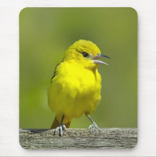 Alfombrilla De Ratón Orchard Oriole - Foto original