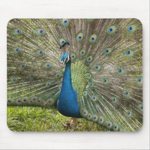 Alfombrilla De Ratón Orgulloso pavo real