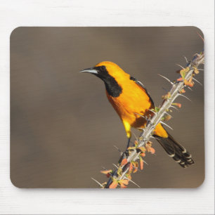 Alfombrilla De Ratón Oriole encapuchado en una rama