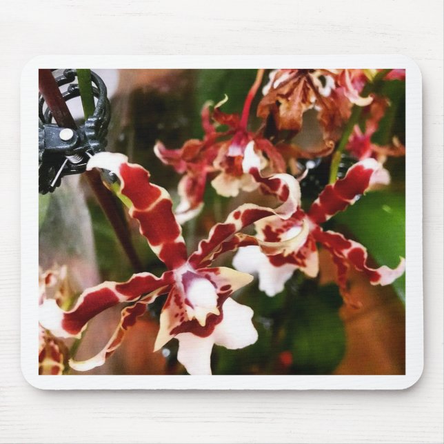 Alfombrilla De Ratón Orquídea (Frente)