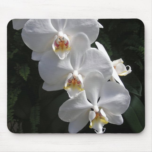 Alfombrilla De Ratón Orquídea blanca Mousepad (Frente)