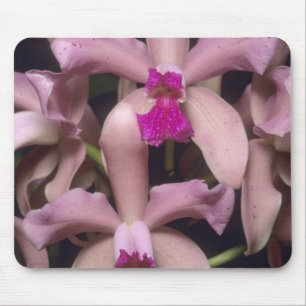 Alfombrilla De Ratón Orquídea, (Cattleya amethystoglossa), Oriental