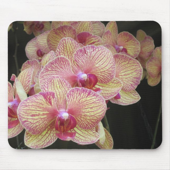 Alfombrilla De Ratón Orquídea de polilla rosada y amarilla Mousepad (Frente)