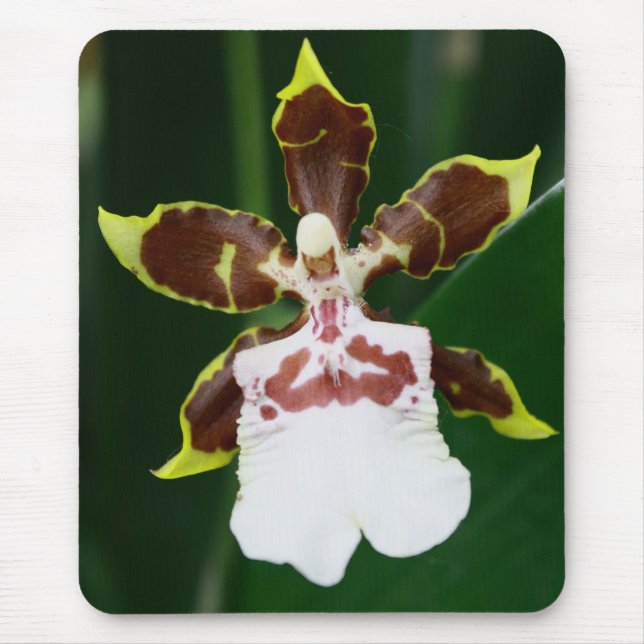 Alfombrilla De Ratón Orquídea de Zygopetalum (Frente)