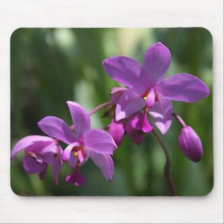 Alfombrilla De Ratón Orquídea en Mousepad