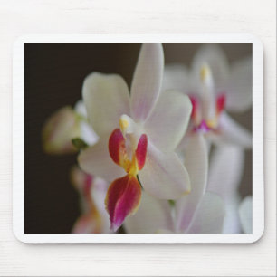Alfombrilla De Ratón Orquídea Falaenopsis