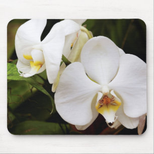Alfombrilla De Ratón Orquídea Luna Blanca (Phalaenopsis Aphrodite)