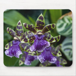 Alfombrilla De Ratón Orquídea Mousepad de Zygopetalum