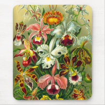 Orquídeas