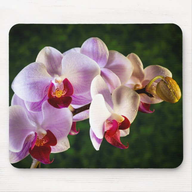 Alfombrilla De Ratón Orquídeas Rosa 0834 (Frente)