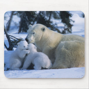 Alfombrilla De Ratón Osa polar hembra acostada con 2 crías