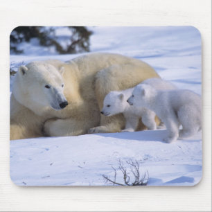 Alfombrilla De Ratón Osa polar hembra acostada con 2 crías