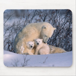 Alfombrilla De Ratón Osa Polar Sentada con Mellizos,