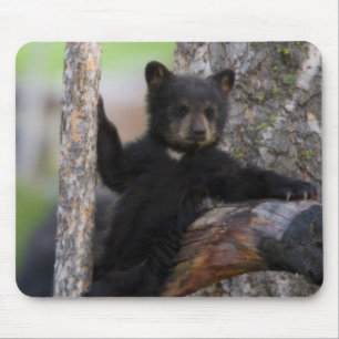 Alfombrilla De Ratón Osezno de osos negros descansando