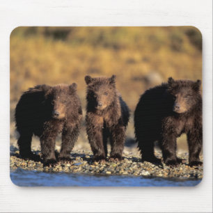 Alfombrilla De Ratón Oso grizzly, oso pardo, crías, Katmai National