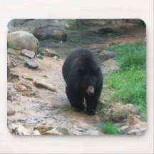Oso negro americano