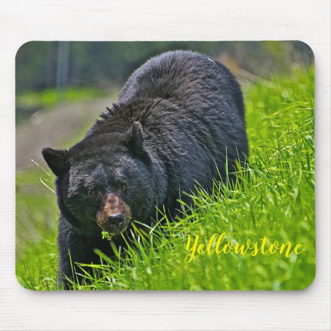 Alfombrilla De Ratón Oso negro de Cojín-Yellowstone del ratón (Frente)