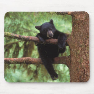 Alfombrilla De Ratón oso negro, Ursus americanus, cría en un árbol