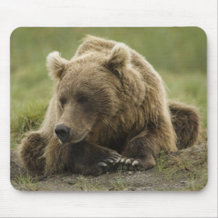 Alfombrilla De Ratón Oso pardo, o oso grizzly costero, Ursus