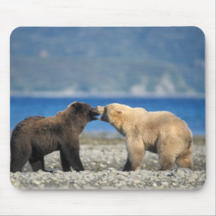 Alfombrilla De Ratón Oso pardo, oso grizzly, juegan en la playa,