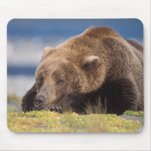 Alfombrilla De Ratón oso pardo, Ursus arctos, oso grizzly, Ursus 8