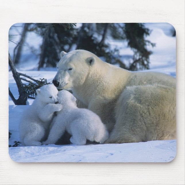 Alfombrilla De Ratón Oso Polar Femenino Con Dos Cubos (Frente)