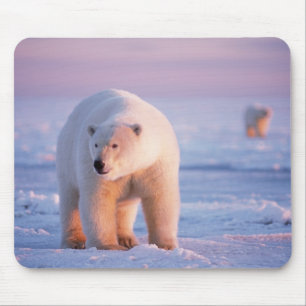 Alfombrilla De Ratón oso polar, Ursus maritimus
