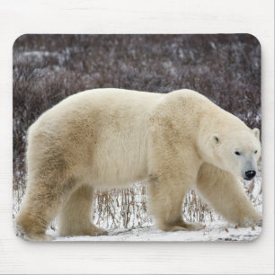 Alfombrilla De Ratón Oso polar Ursus maritimus) en Churchill