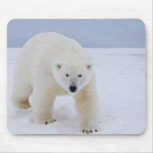 Alfombrilla De Ratón oso polar, Ursus maritimus, en hielo y nieve,