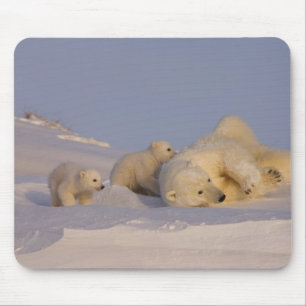Alfombrilla De Ratón oso polar, Ursus maritimus, hembra jugando