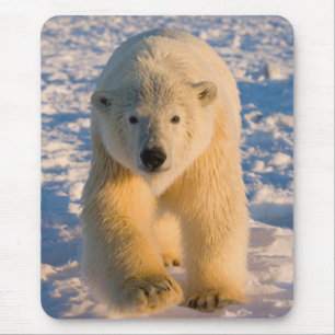 Alfombrilla De Ratón oso polar, Ursus maritimus, oso polar en hielo