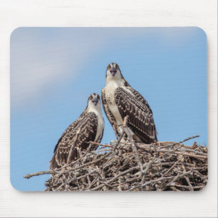 Alfombrilla De Ratón Osprey juvenil en el nido