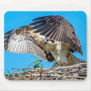 Alfombrilla De Ratón Osprey juvenil en la jerarquía