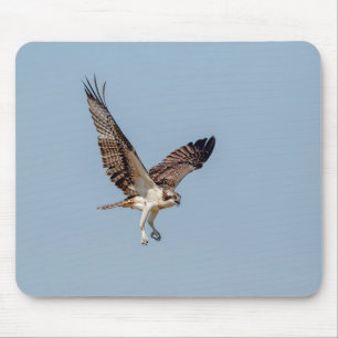 Alfombrilla De Ratón Osprey juvenil en vuelo