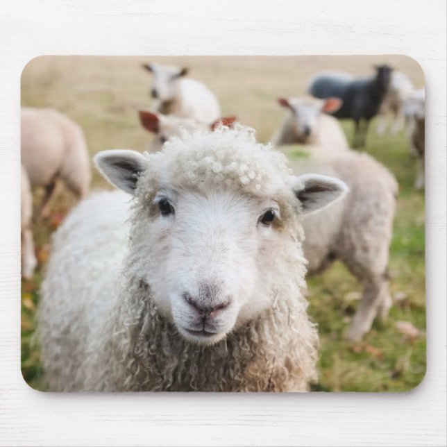 Alfombrilla De Ratón Oveja (Frente)