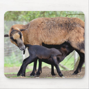 Alfombrilla De Ratón Oveja de Camerún y cordero succionado