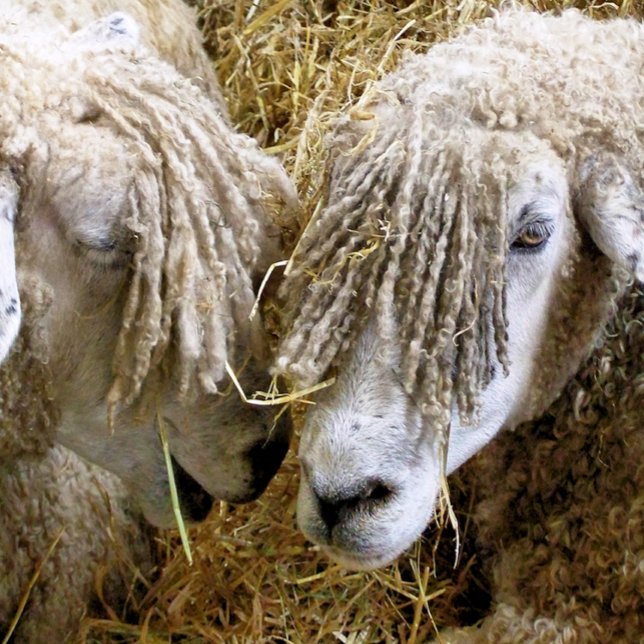 ALFOMBRILLA DE RATÓN OVEJAS (Two beautiful Cotswold sheep captured photographically in a funny and humorous moment.)