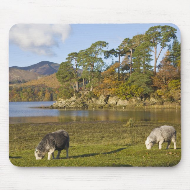 Alfombrilla De Ratón Ovejas de Herdwick en Friars Crag, Derwentwater, 2 (Frente)