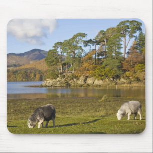Alfombrilla De Ratón Ovejas Herdwick en Friars Crag, Derwentwater, 2