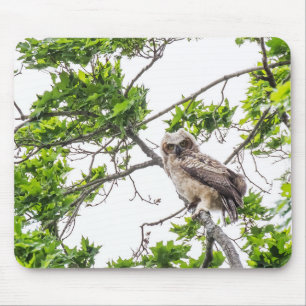 Alfombrilla De Ratón Owlet En Una Rama De Árbol De Arce