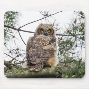 Alfombrilla De Ratón Owlet En Una Rama De Pino