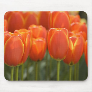 Alfombrilla De Ratón Países Bajos aka Holanda), Lisse. Keukenhof 7