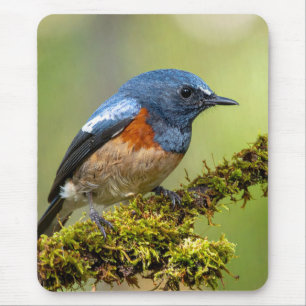 Alfombrilla De Ratón Pajarito azul