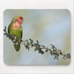 Alfombrilla De Ratón Pájaro de amor con cara rosada en una rama